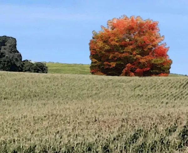 The Fire Tree: A BitterSweet Side Story